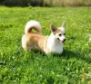 Собаки - Щенки Вельш-Корги-Пемброк - Вся Беларусь - Фото 9 Щенки Вельш-Корги-Пемброк - Вся Беларусь - 232703 - Доска объявлений Kupika.by - Фото 9