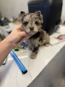 Щенки Йоркширский терьер разные окрасы доставка по РБ