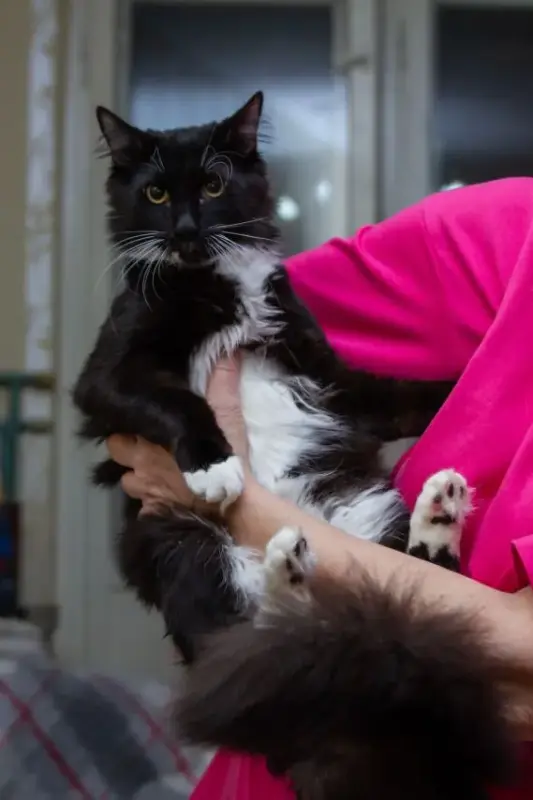 Кошки - Котенок черный Болек бесплатно! - Вся Беларусь Котенок черный Болек бесплатно! - Вся Беларусь - 233072 - Доска объявлений Kupika.by