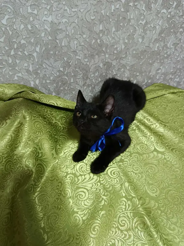 Котята в добрые руки - Вся Беларусь - 233379 - Доска объявлений Kupika.by - Фото 4