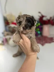 Щенки шокомерле дставка