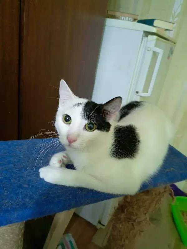 Кошки - Котенок белый Лелик в дар! - Вся Беларусь Котенок белый Лелик в дар! - Вся Беларусь - 233068 - Доска объявлений Kupika.by