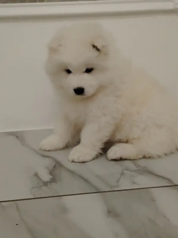 Щенки самоедской лайки