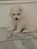Щенки самоедской лайки - Вся Беларусь - 233797 - Доска объявлений Kupika.by