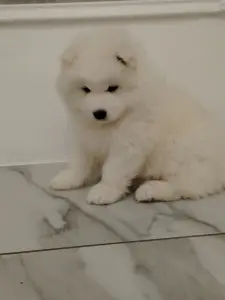 Щенки самоедской лайки