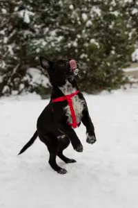 Собака Картошечка ищет дом