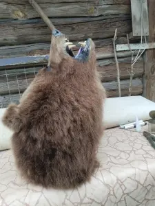 Чучело медведя