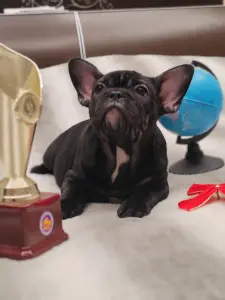 Щенок французский бульдог