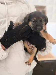 Щенки, щенок в дар!