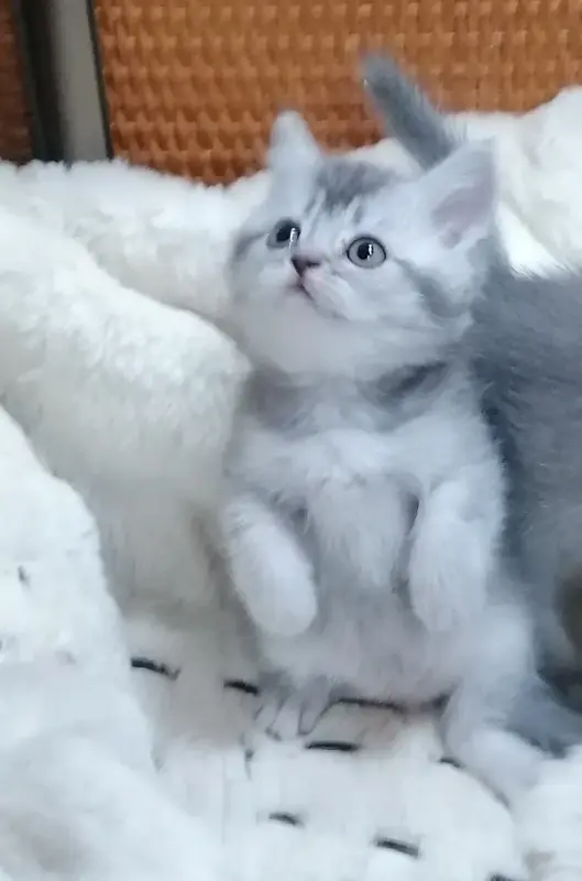 Котята шотландские