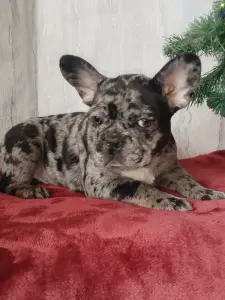 Французский бульдог