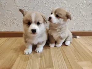 Щенки корги