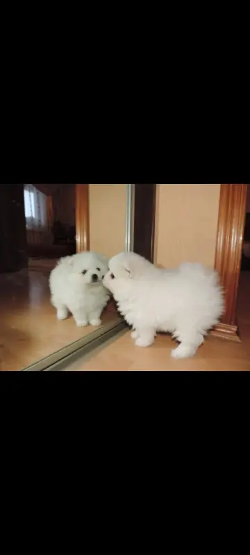 Белоснежные шпицы