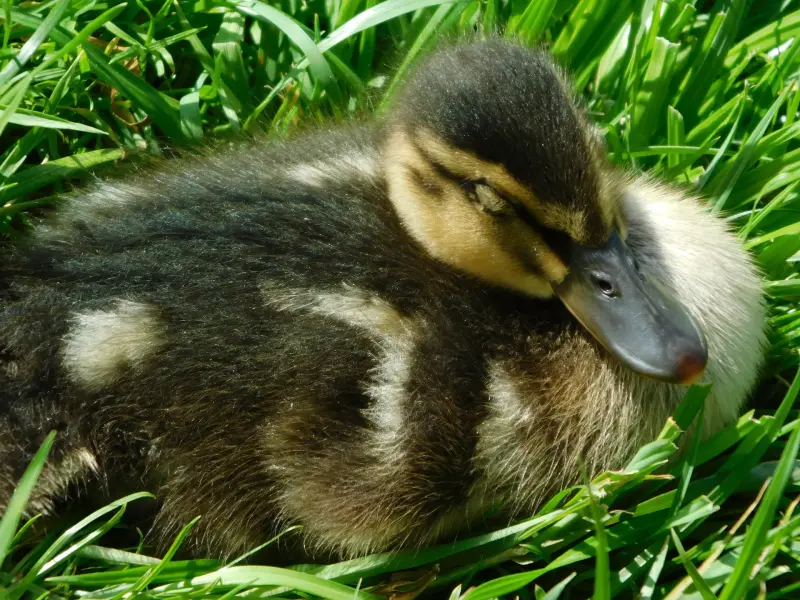 Фотоаппарат nikon b500 - Вся Беларусь - 233691 - Доска объявлений Kupika.by - Фото 2