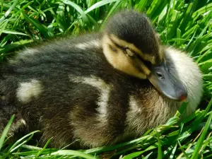 Фотоаппарат nikon b500