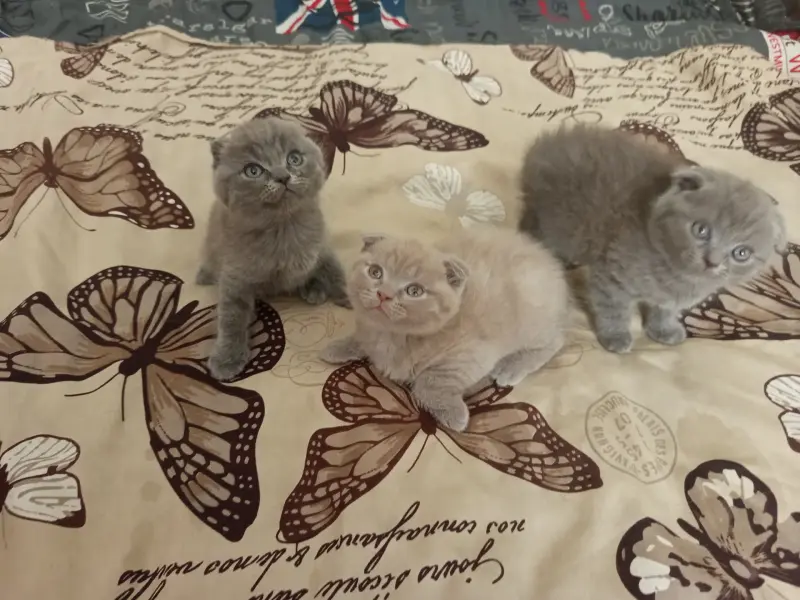 Шотландские котята