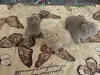 Шотландские котята - Вся Беларусь - 233451 - Доска объявлений Kupika.by