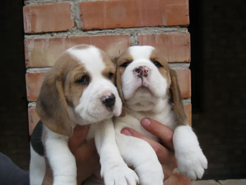 бигли - Городея - 234824 - Доска объявлений Kupika.by - Фото 2