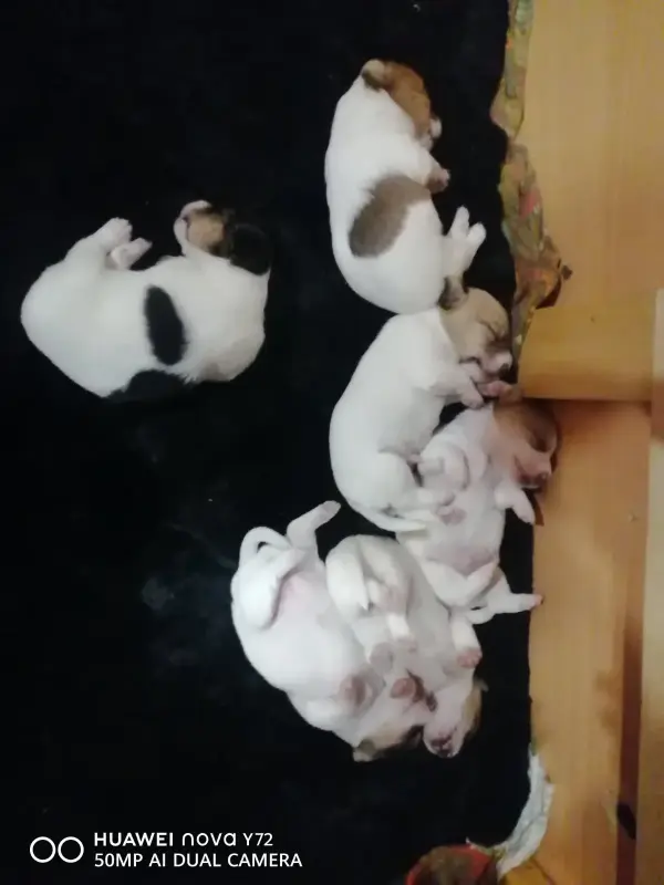 Джек Рассел терьер - Вся Беларусь - 232683 - Доска объявлений Kupika.by - Фото 3