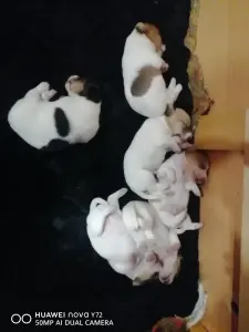 Джек Рассел терьер