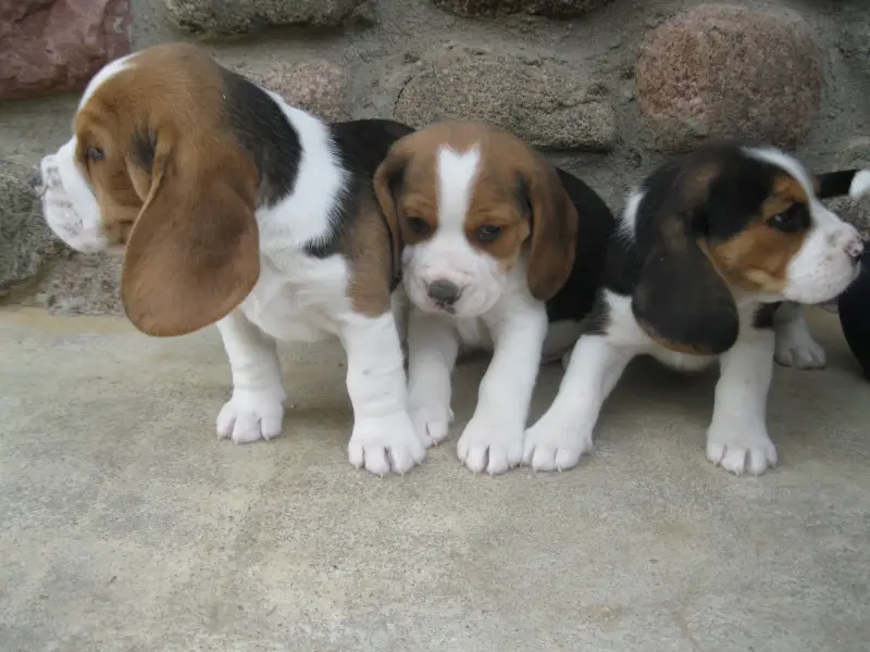 Щенки бигля - Вся Беларусь - 234804 - Доска объявлений Kupika.by - Фото 3