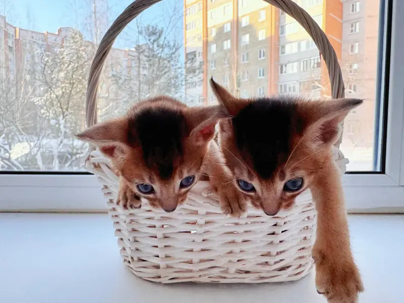 АББИСИНСКИЕ КОТЯТА