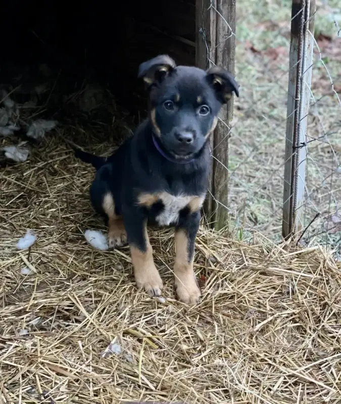 Собаке Шоколапке нужна семья - Вся Беларусь - 233826 - Доска объявлений Kupika.by - Фото 3