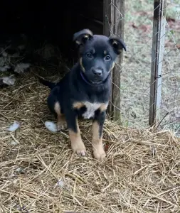 Собаке Шоколапке нужна семья