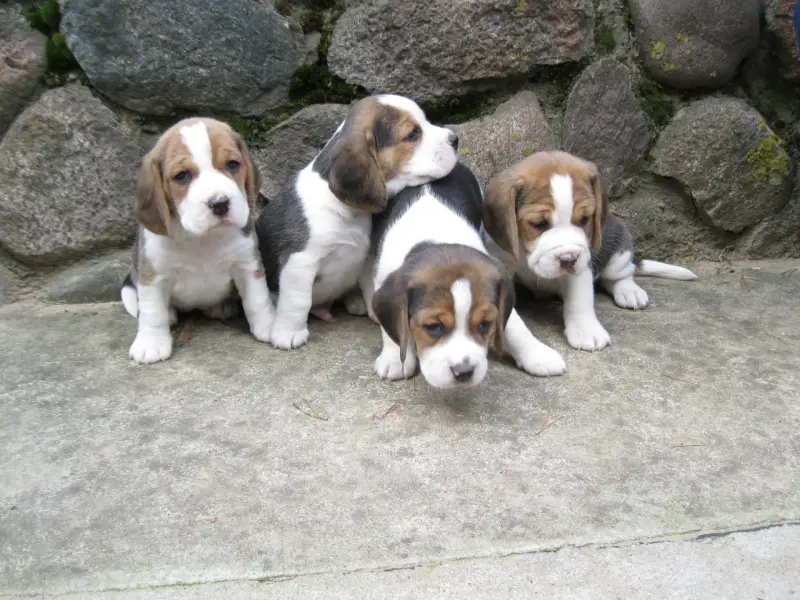 Продажа бигль - Вся Беларусь - 234823 - Доска объявлений Kupika.by - Фото 3