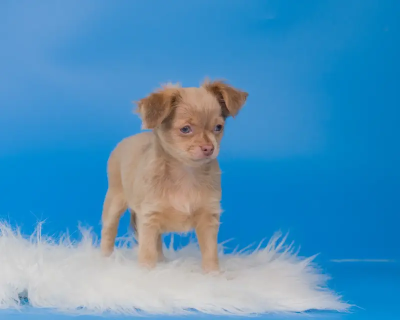 Собаки - Щенки чихуахуа - Вся Беларусь - Фото 3 Щенки чихуахуа - Вся Беларусь - 232950 - Доска объявлений Kupika.by - Фото 3