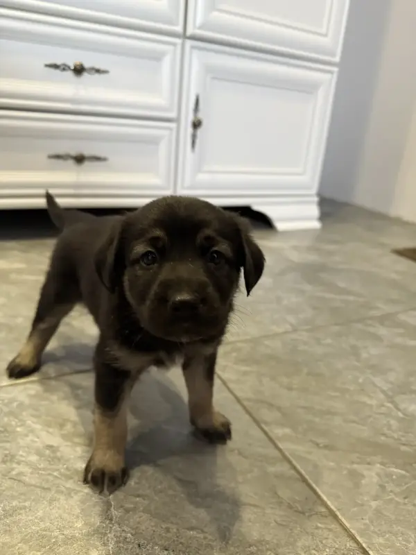 Щенки - Вся Беларусь - 233599 - Доска объявлений Kupika.by - Фото 3