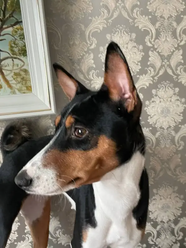 Щенки басенджи триколор - Вся Беларусь - 233204 - Доска объявлений Kupika.by - Фото 3