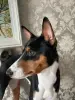 Щенки басенджи триколор - Вся Беларусь - 233204 - Доска объявлений Kupika.by - Фото 3