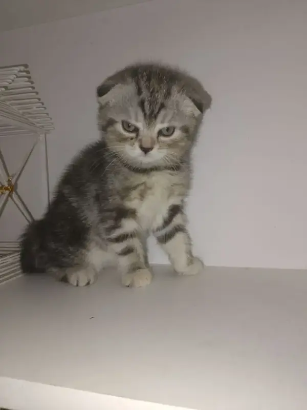 Шотландский вислоухий котёнок