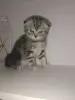 Шотландский вислоухий котёнок - Вся Беларусь - 235238 - Доска объявлений Kupika.by