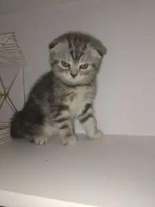 Шотландский вислоухий котёнок
