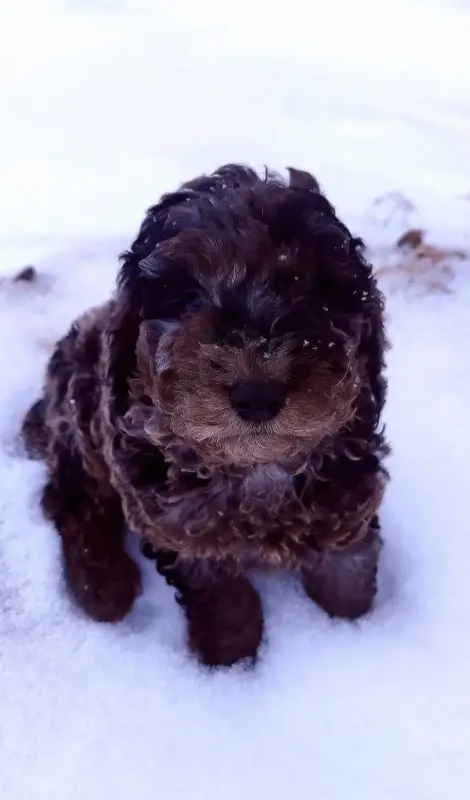 Пудель малыш редкого окраса