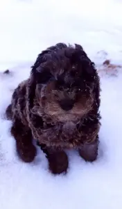 Пудель малыш редкого окраса