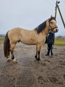 Куплю лошадь