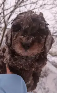 Пудель малыш редкого окраса