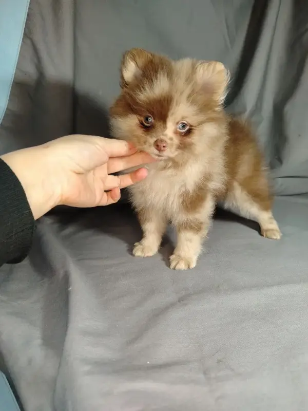 Мерле и шоколадный, щенки померанского шпица - Вся Беларусь - 232607 - Доска объявлений Kupika.by - Фото 3