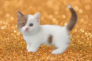 котята породы МАНЧКИН