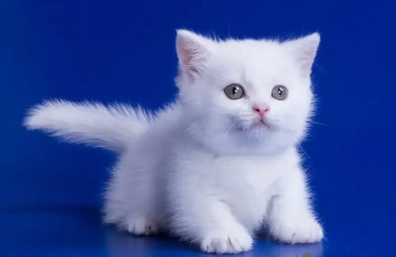 котята породы МАНЧКИН - Вся Беларусь - 234192 - Доска объявлений Kupika.by - Фото 4