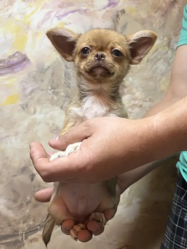 Чихуахуа мальчик - Вся Беларусь - 232974 - Доска объявлений Kupika.by - Фото 2