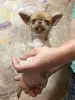 Чихуахуа мальчик - Вся Беларусь - 232974 - Доска объявлений Kupika.by - Фото 2