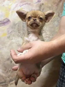 Чихуахуа мальчик