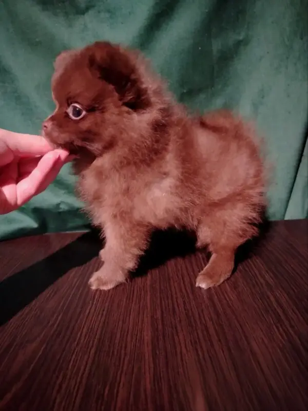 Мерле и шоколадный, щенки померанского шпица - Вся Беларусь - 232607 - Доска объявлений Kupika.by - Фото 7