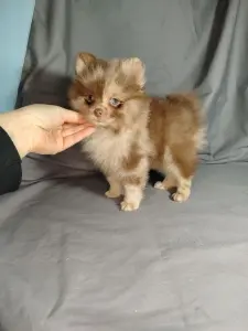 Мерле и шоколадный, щенки померанского шпица