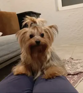 Йоркширский терьер