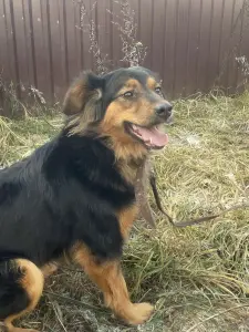 Прекрасная собака в добрые руки